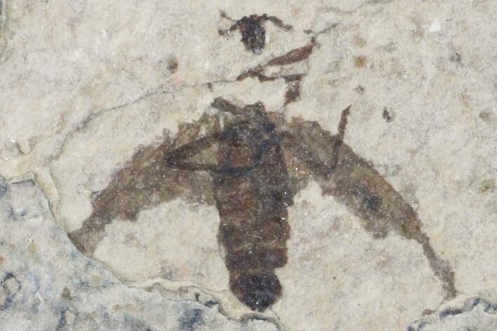 Fossil March Fly (Plecia) - Green River Formation #154546